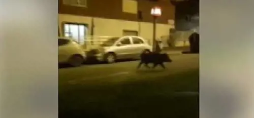 La capitale tra rifiuti e degrado: a Roma è emergenza cinghiali