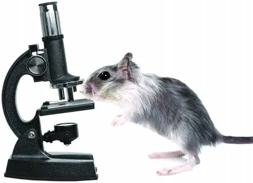 Il governo non decide neppure sui topi