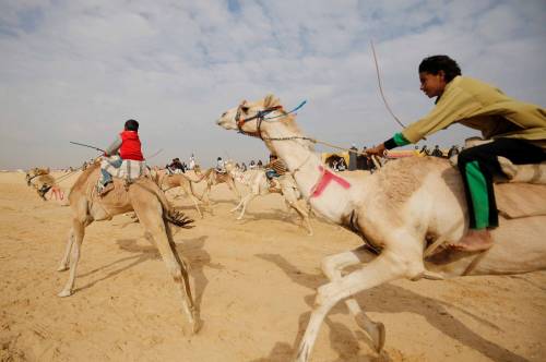 A Ismailia i bambini delle tribù si sfidano a dorso di cammello