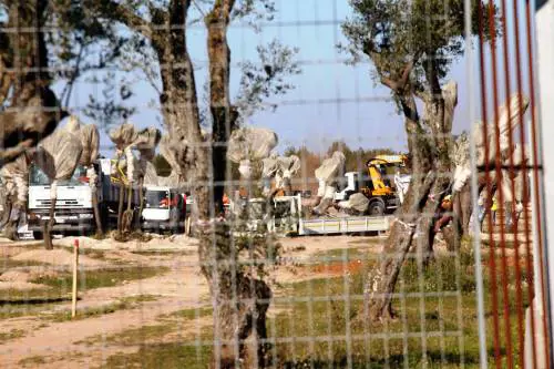 Alta tensione nelle campagne di Melendugno dove stamani il consorzio Tap ha ripreso le operazioni di espianto
