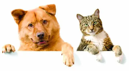 Svolta a Taiwan, vietato mangiare cani e gatti