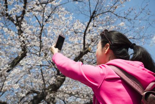 Lo spettacolo dei ciliegi in fiore a Tokyo