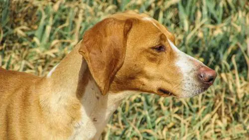 Il cane fa pipì sul cestino, multato il proprietario per 157 euro