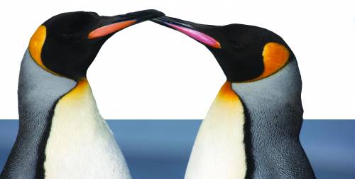 Se i due papà-pinguini aiutano la causa gay
