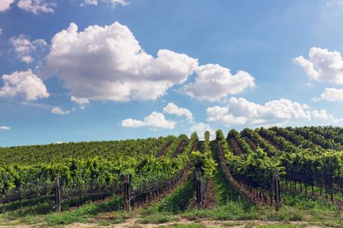 Nel supermarket del vino (d'autore)