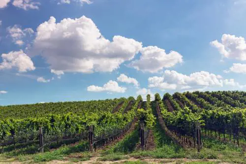 Nel supermarket del vino (d'autore)