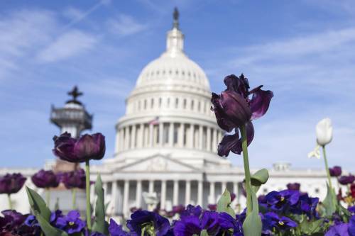 Primavera, trionfo di fiori a Washington