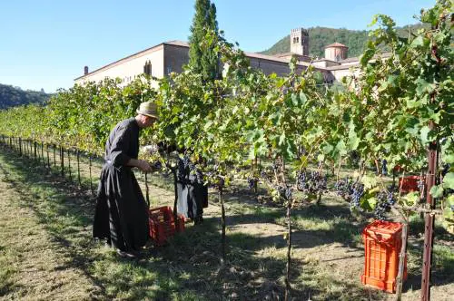 Bianco, liquoroso, naturale: il vino da messa è un business