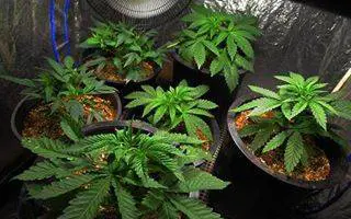Arriva a Roma la marijuana legale