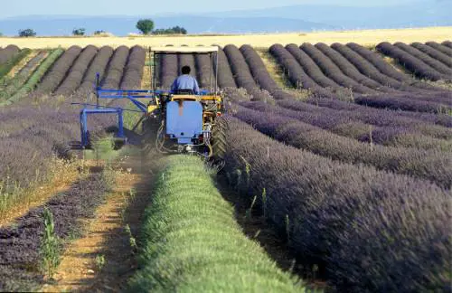 Metropoli globalizzata contro provincia: ecco la sfida politica del nostro futuro