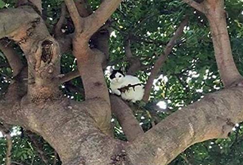 "C'è un gatto con il fucile sull'albero": la polizia è allertata al telefono