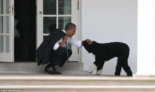 Che divi il gatto di Clinton e il cane di Bush  ma ci sono stati coccodrilli, topi e aquile