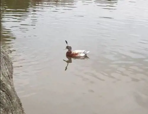 L'Australia alla ricerca dell'anatra con il coltello in testa: l'appello per salvarla