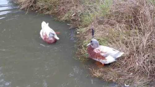 L'autopsia sull'anatra e la faina giustizialista