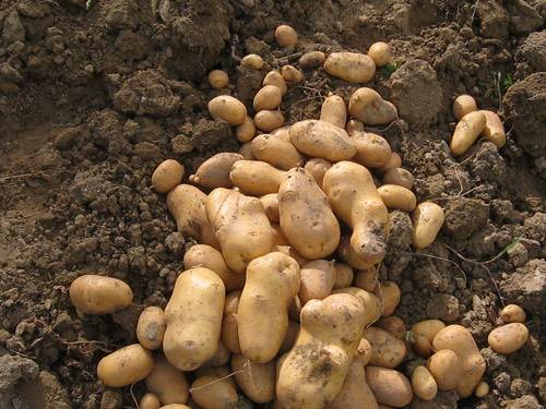 Agricoltura, l'ultima invasione: la patata egiziana