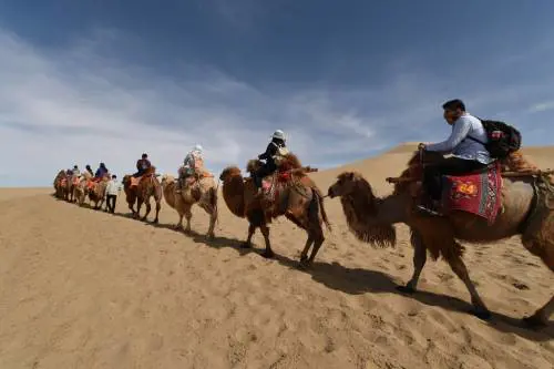 Botox ai cammelli per un concorso di bellezza: squalificati