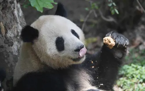 Estinzione per il 60% delle specie animali in 40 anni