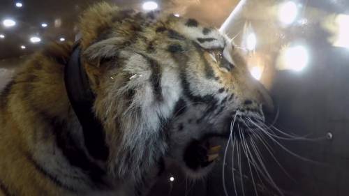 Il raro video del rilascio di una tigre siberiana