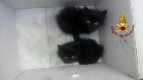 Incendio a Pomezia, salvati due gattini dai vigili del fuoco