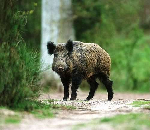 La rivincita del cinghiale: fa cadere il cacciatore