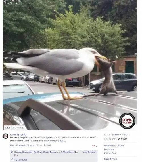 A Roma Pd e Cinque Stelle alla guerra dei topi