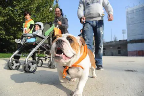 Cani in chiesa e al ristorante. Ma il buonsenso vale di più