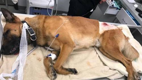 Florida, Casper il cane poliziotto ferito da un proiettile destinato a un agente
