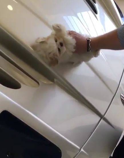 Londra, lucida la Maserati con il cane: l'ultima follia dei Rich Kids