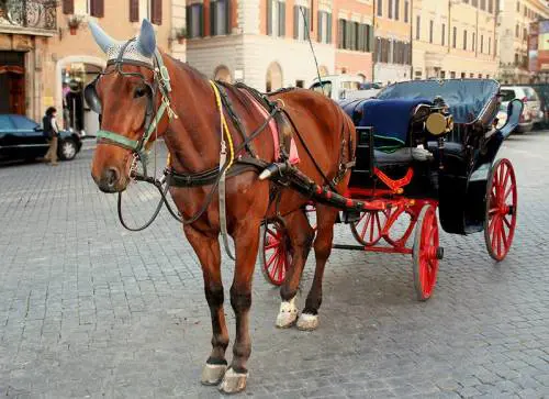 Roma, stop alle botticelle durante le ondate di calore
