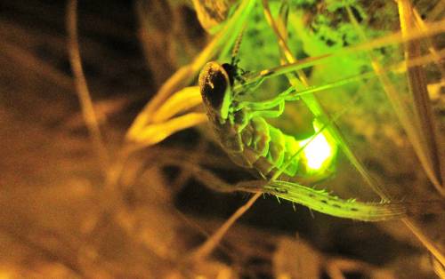 È il tempo delle lucciole. Torna la magia infinita delle lampadine volanti