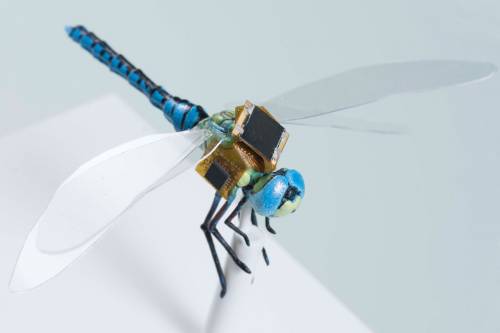 Così gli insetti geneticamente modificati diventeranno droni di sorveglianza