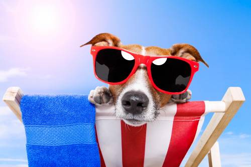 Francis, Lassie e Uggie. Dal cinema alla tv è una recita bestiale