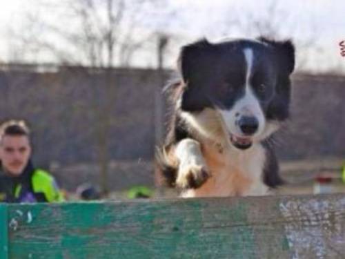 Savona, è morta Camilla: il cane eroe di Amatrice e Genova