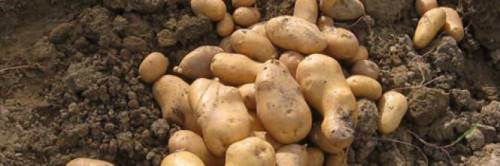 Truffava vendendo patate