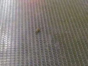 La scoperta dei grillini: "C'è un topo in metro a Milano"