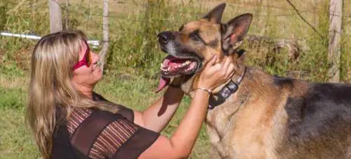 Cane eroe salva sua famiglia dai ladri, soppresso perché considerato pericoloso