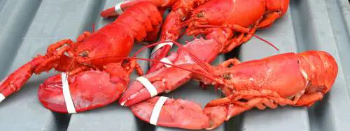 "I crostacei nel frigo soffrono". Per la Cassazione è maltrattamento