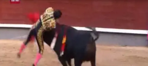 Colpito al polmone durante la corrida: muore il torero Ivan Fandiño