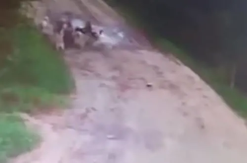 Uomo sbranato da un branco di cani: li aveva accuditi per due anni