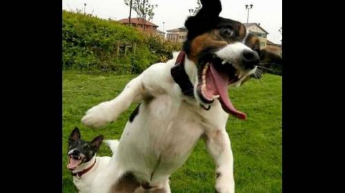Quando la digestione è bestiale