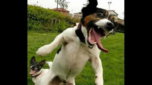 Ecco il decalogo per sapere se il tuo cane è fuori di testa o no
