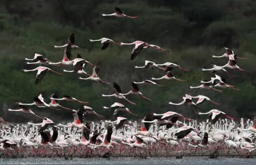 La magia dei fenicotteri rosa in Kenya