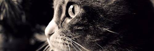 Condanna da record per le bastonate contro il gatto: quattro mesi di reclusione