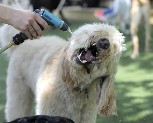 In estate per salvare i cani non basta il ventaglio