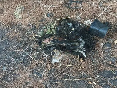 "Gatti usati come innesco dell'incendio sotto il Vesuvio": la denuncia del 5 stelle Bernini