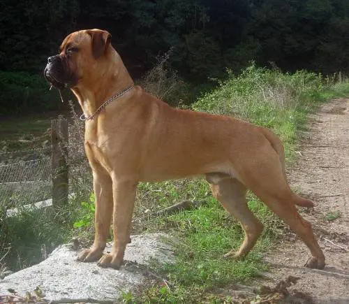 I cani portano le fedi al matrimonio ma il sindaco è contrario