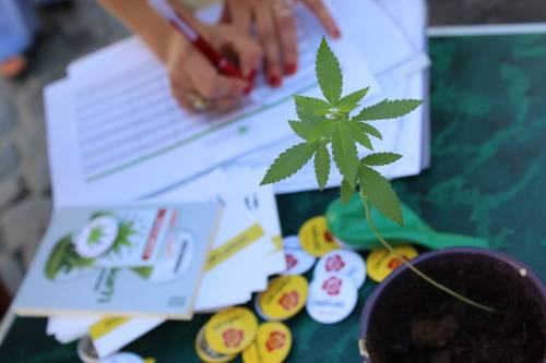 Cannabis, a Montecitorio arrivano i corsi di autocoltivazione