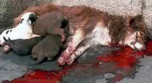 Ogni ora in Italia si commette un reato contro gli animali