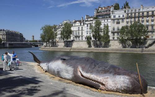 Parigi, balena di 20 metri "spiaggiata" sulle rive della Senna
