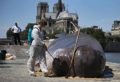 Parigi, balena "spiaggiata" sulle rive della Senna